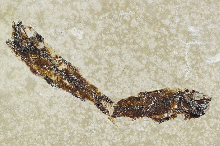 Bargain, Cretaceous Fossil Fish (Armigatus) - Lebanon #110848